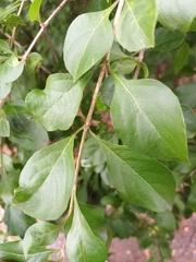 Duranta erecta