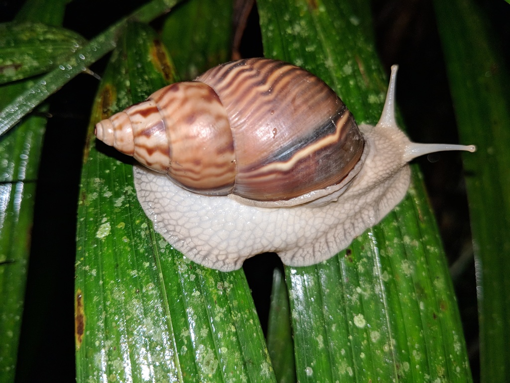 Orthalicus princeps