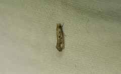 Phereoeca