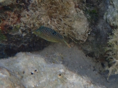 Canthigaster solandri