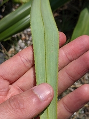 Pandanus tectorius