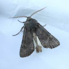 Aporophyla lutulenta