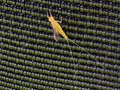 Ephemeroptera