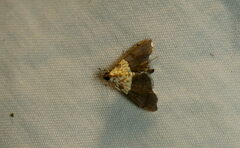 Agrotera basinotata