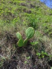 Opuntia stricta