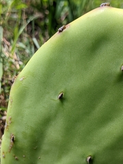 Opuntia stricta