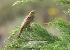 Emberiza cirlus