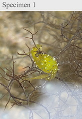 Stylocheilus longicauda