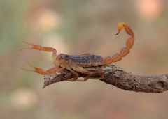 Buthus gabani