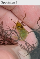 Stylocheilus longicauda