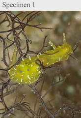 Stylocheilus longicauda