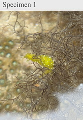 Stylocheilus longicauda