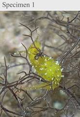 Stylocheilus longicauda