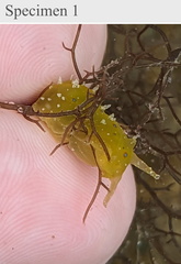 Stylocheilus longicauda