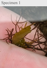 Stylocheilus longicauda