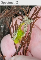 Stylocheilus longicauda