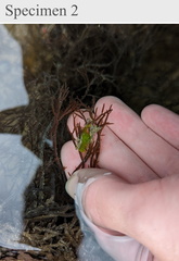 Stylocheilus longicauda