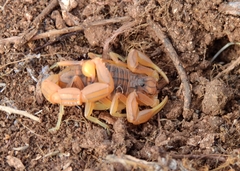Buthus gabani
