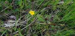 Oxalis perennans