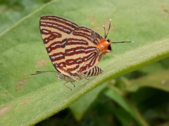 Cigaritis lohita