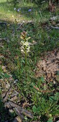Stackhousia monogyna