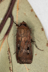Agrotis infusa