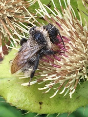 Bombus campestris