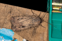 Agrotis infusa