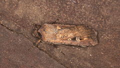 Agrotis infusa