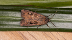 Agrotis infusa