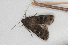Agrotis infusa