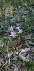 Thelymitra megcalyptra
