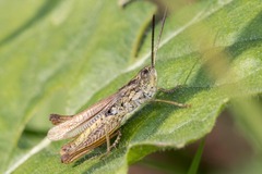 Chorthippus apricarius