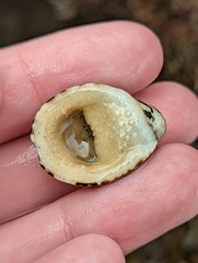 Nerita albicilla