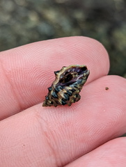 Muricidae