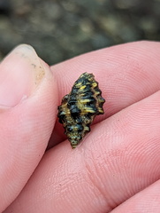 Muricidae