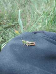 Stenobothrus lineatus