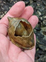 Phalium areola