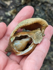 Phalium areola
