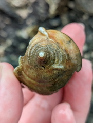 Phalium areola