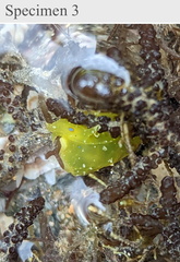 Stylocheilus longicauda