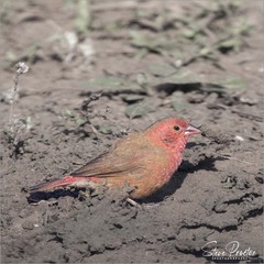 Lagonosticta senegala rendalli