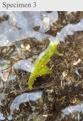 Stylocheilus longicauda