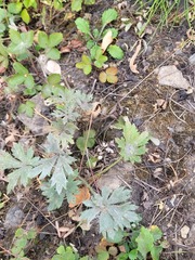 Ranunculus polyanthemos