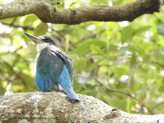 Todiramphus sordidus