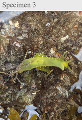 Stylocheilus longicauda