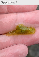 Stylocheilus longicauda