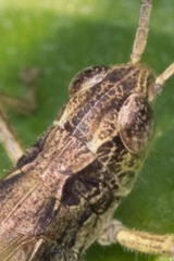 Chorthippus apricarius