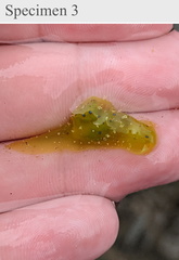 Stylocheilus longicauda