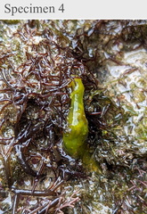 Stylocheilus longicauda